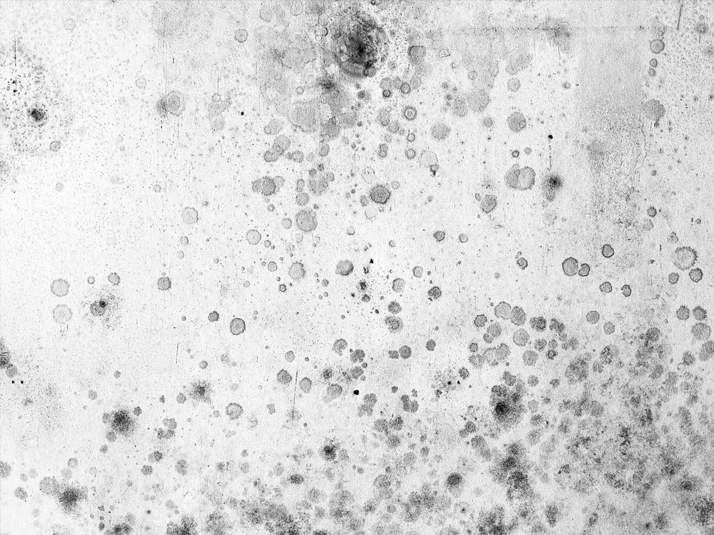 Stachybotrys Chartarum